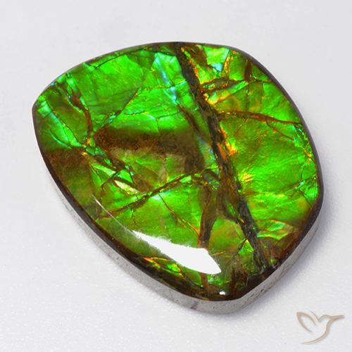 Ammolite Multicolore naturelle Fantaisie, 15.50 ct, Opaque