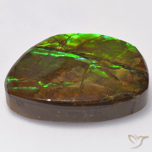 Ammolite Multicolore naturelle Fantaisie, 15.50 ct, Opaque