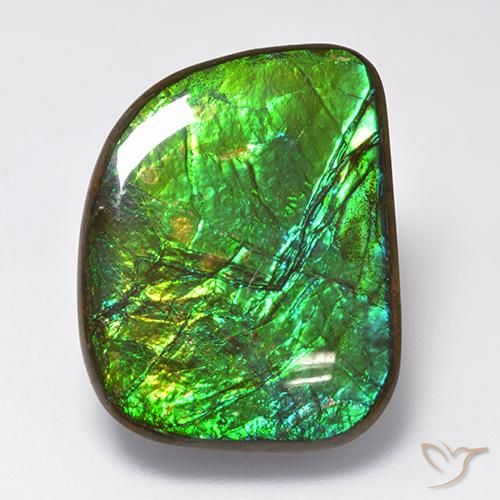 Ammolite Multicolore naturelle Fantaisie, 19.75 ct, Opaque