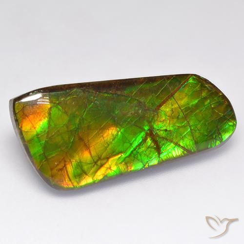 Ammolite Multicolore naturelle Fantaisie, 16.18 ct, Opaque