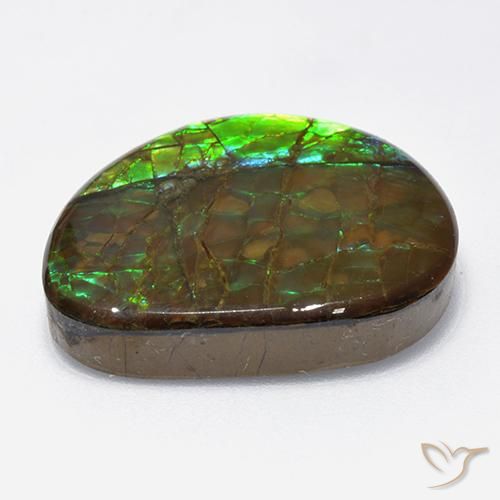 Ammolite Multicolore naturelle Fantaisie, 18.62 ct, Opaque