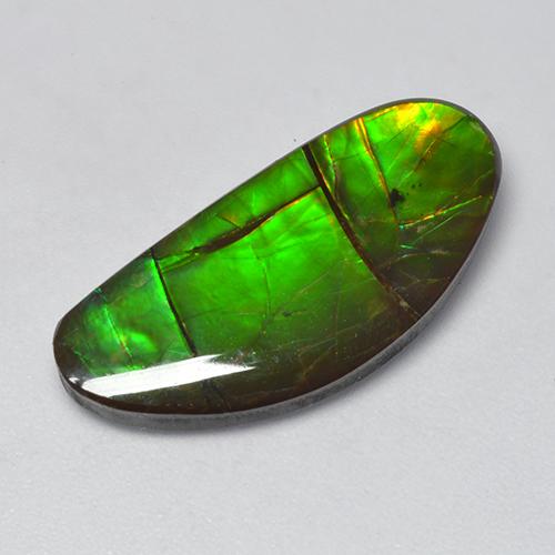 Ammolite Multicolore naturelle Forme fantaisie, 12.39 ct, Opaque