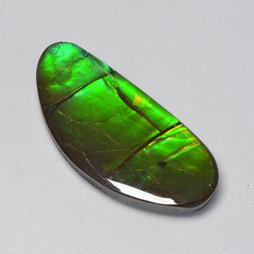 Ammolite Multicolore naturelle Forme fantaisie, 12.39 ct, Opaque