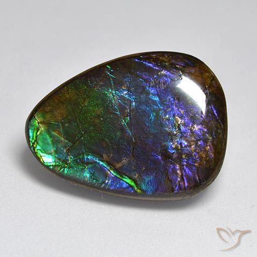 Ammolite Multicolore naturelle Fantaisie, 17.96 ct, Opaque