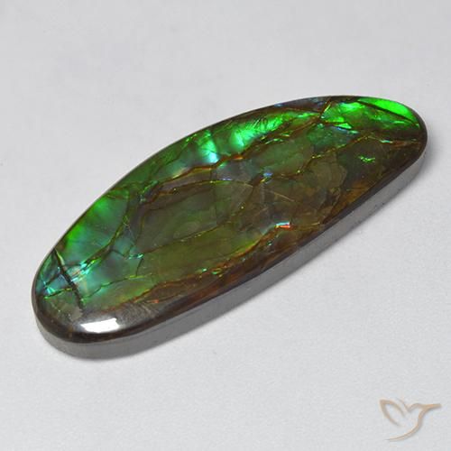 Ammolite Multicolore naturelle Fantaisie, 18.94 ct, Opaque