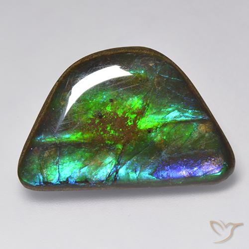 Ammolite Multicolore naturelle Fantaisie, 15.86 ct, Opaque