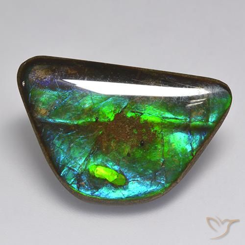Ammolite Multicolore naturelle Fantaisie, 15.86 ct, Opaque
