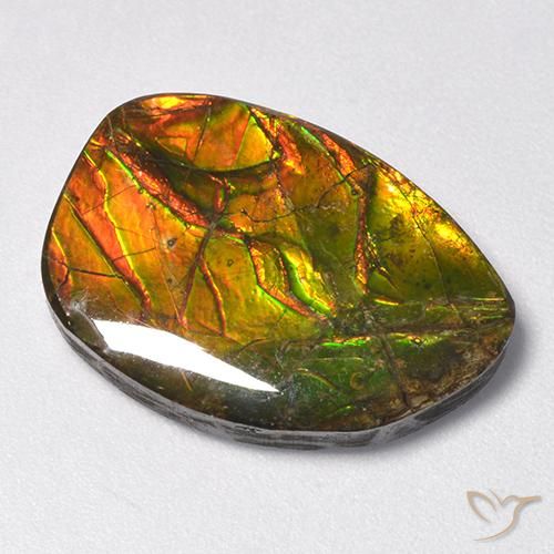 Ammolite Multicolore naturelle Fantaisie, 11.13 ct, Opaque