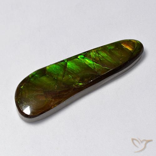 Ammolite Multicolore naturelle Fantaisie, 14.88 ct, Opaque