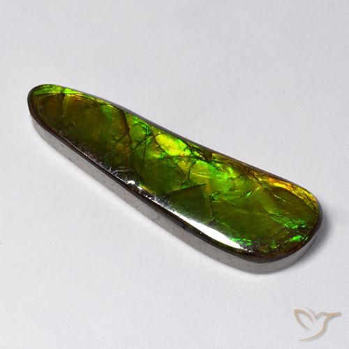 Ammolite Multicolore naturelle Fantaisie, 14.88 ct, Opaque