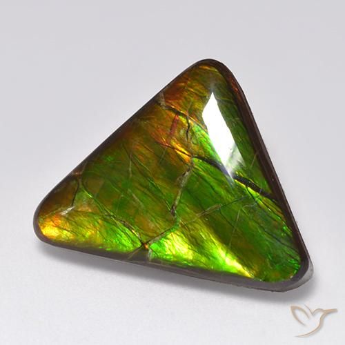 Ammolite Multicolore naturelle Trillion, 14.54 ct, Opaque