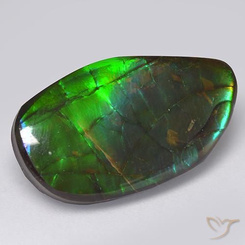Ammolite Multicolore naturelle Fantaisie, 13.66 ct, Opaque