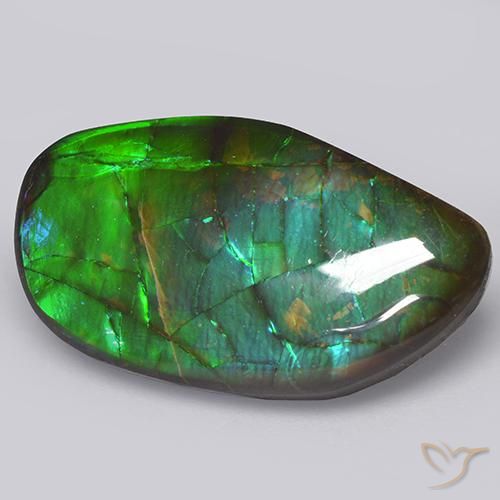 Ammolite Multicolore naturelle Fantaisie, 13.66 ct, Opaque