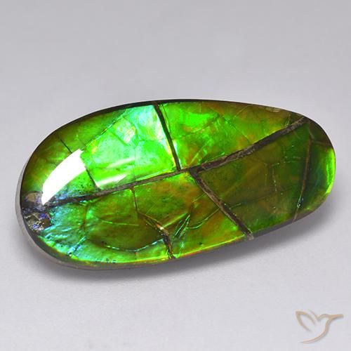 Ammolite multicolore naturelle forme fantaisie, 17,05 ct, opaque