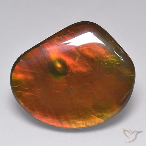 21.29ct Naturel Multicolore Ammolite, Fantaisie, Opaque