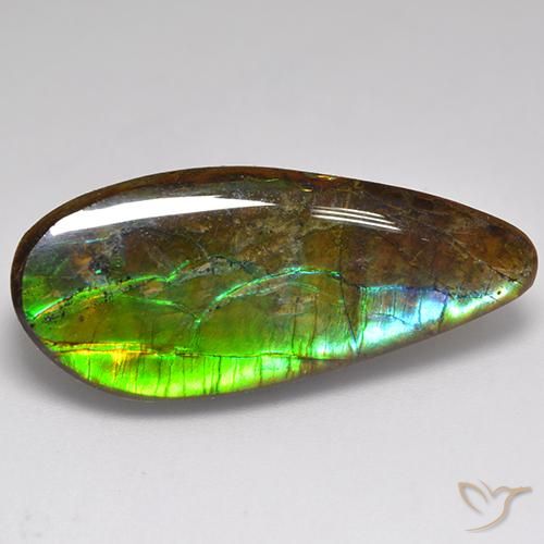 Ammolite Multicolore naturelle Fantaisie, 20.06 ct, Opaque