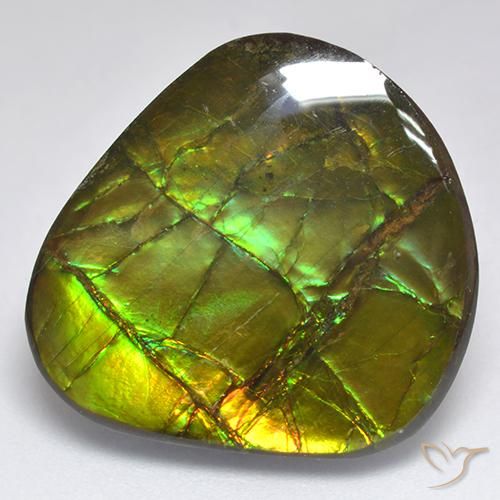 Ammolite Multicolore naturelle Fantaisie, 18.81 ct, Opaque