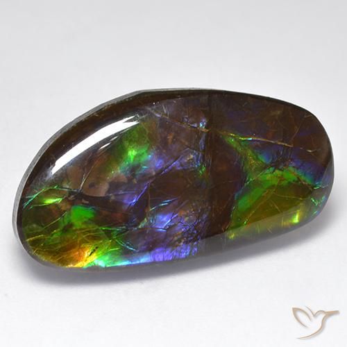 Ammolite Multicolore naturelle Fantaisie, 16.71 ct, Opaque