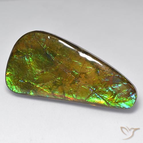 Ammolite Multicolore naturelle Fantaisie, 23.60 ct, Opaque