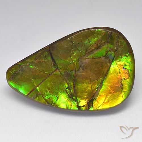 Ammolite Multicolore naturelle Fantaisie, 23.14 ct, Opaque