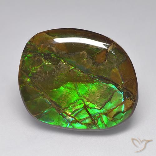 Ammolite Multicolore naturelle Fantaisie, 19.23 ct, Opaque