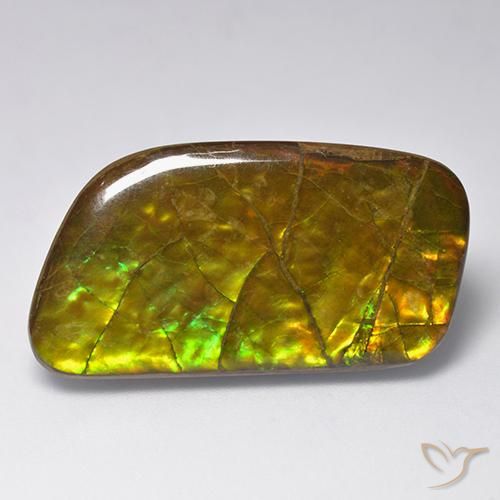 Ammolite Multicolore naturelle Fantaisie, 23.24 ct, Opaque