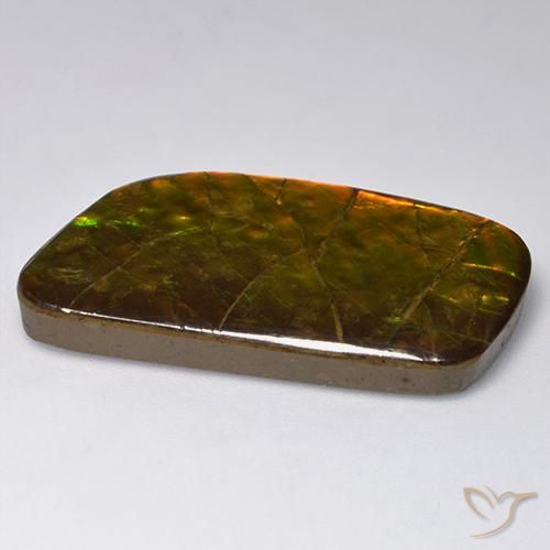Ammolite Multicolore naturelle Fantaisie, 23.24 ct, Opaque