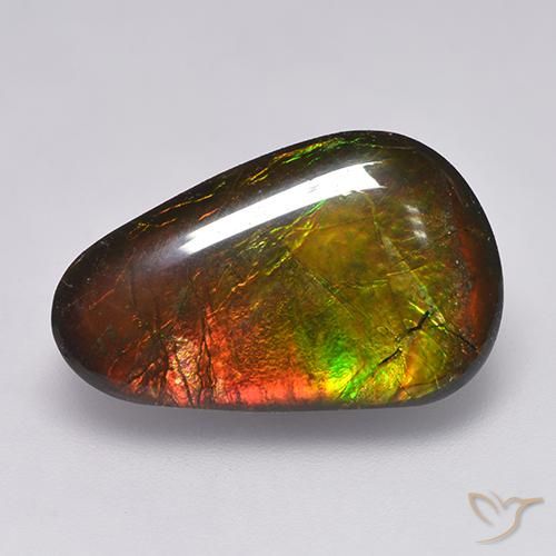 Ammolite Multicolore naturelle Fantaisie, 12.85 ct, Opaque