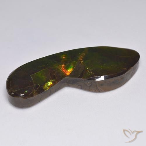 Ammolite Multicolore naturelle Fantaisie, 24.54 ct, Opaque