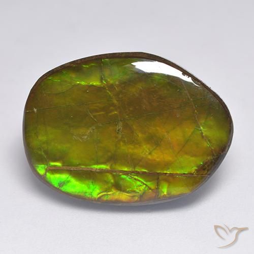 Ammolite Multicolore naturelle Fantaisie, 20.63 ct, Opaque