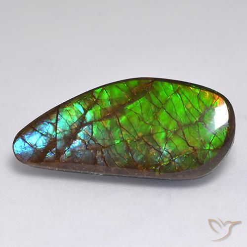Ammolite Multicolore naturelle Fantaisie, 13.19 ct, Opaque