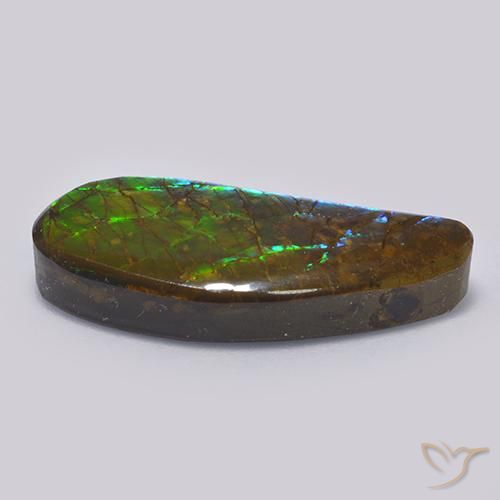 Ammolite Multicolore naturelle Fantaisie, 13.19 ct, Opaque