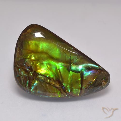 Ammolite Multicolore naturelle Fantaisie, 19.60 ct, Opaque