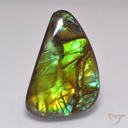 Ammolite Multicolore naturelle Fantaisie, 19.60 ct, Opaque