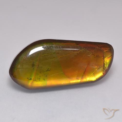 Ammolite Multicolore naturelle Fantaisie, 13.43 ct, Opaque