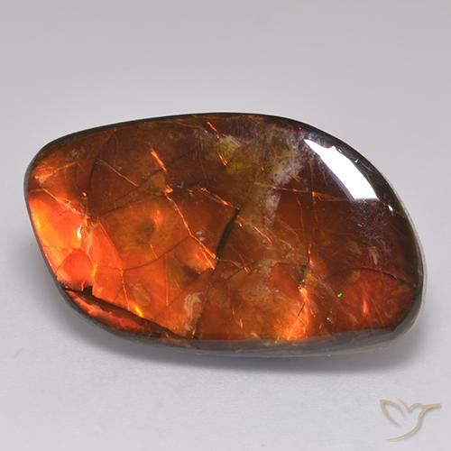 Ammolite Multicolore naturelle Fantaisie, 20.30 ct, Opaque