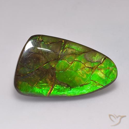 19.72ct Naturel Multicolore Ammolite, Fantaisie, Opaque