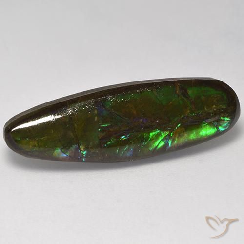 10.95ct Naturel Multicolore Ammolite, Fantaisie, Opaque