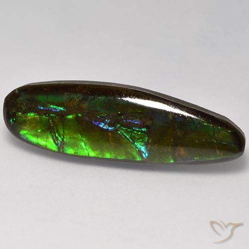 Ammolite Multicolore naturelle Fantaisie, 10.95 ct, Opaque