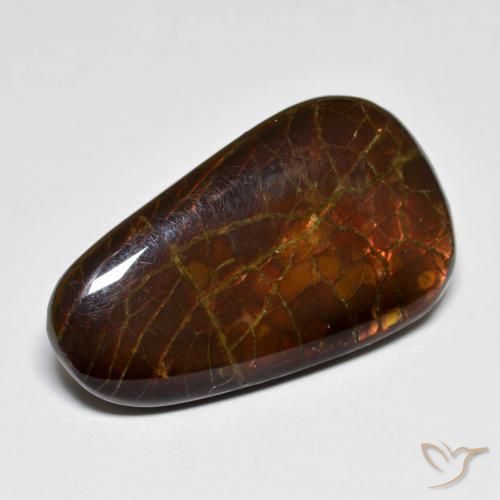 Ammolite Multicolore naturelle Fantaisie, 14.44 ct, Opaque
