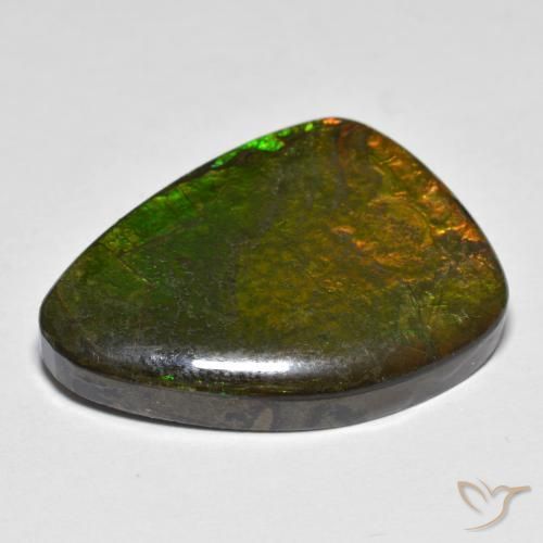 Ammolite Multicolore naturelle Fantaisie, 16.66 ct, Opaque