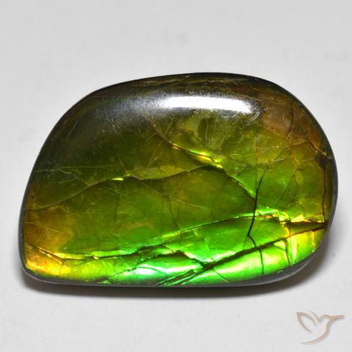 Ammolite Multicolore naturelle Fantaisie, 16.89 ct, Opaque