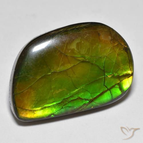 Ammolite Multicolore naturelle Fantaisie, 16.89 ct, Opaque