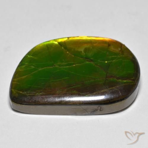 Ammolite Multicolore naturelle Fantaisie, 16.89 ct, Opaque