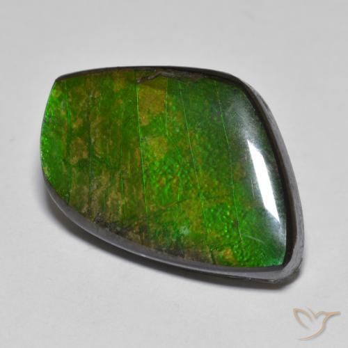 Ammolite Multicolore naturelle Fantaisie, 11.78 ct, Opaque
