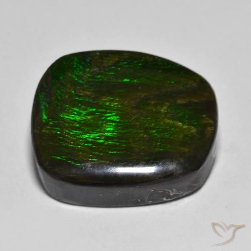 Ammolite Multicolore naturelle Fantaisie, 15.88 ct, Opaque
