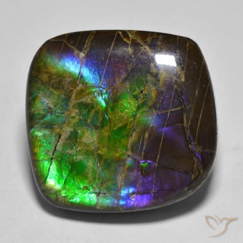 Ammolite Multicolore naturelle Fantaisie, 19.25 ct, Opaque