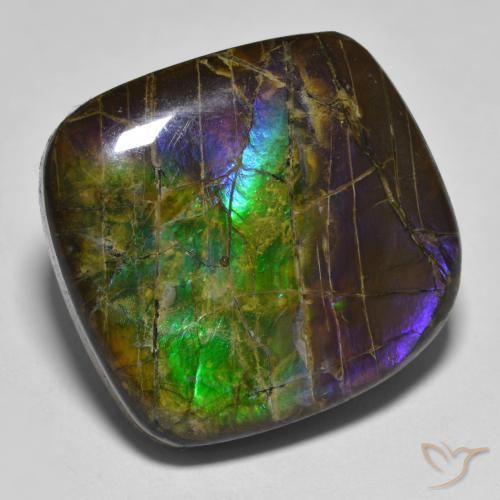 Ammolite Multicolore naturelle Fantaisie, 19.25 ct, Opaque