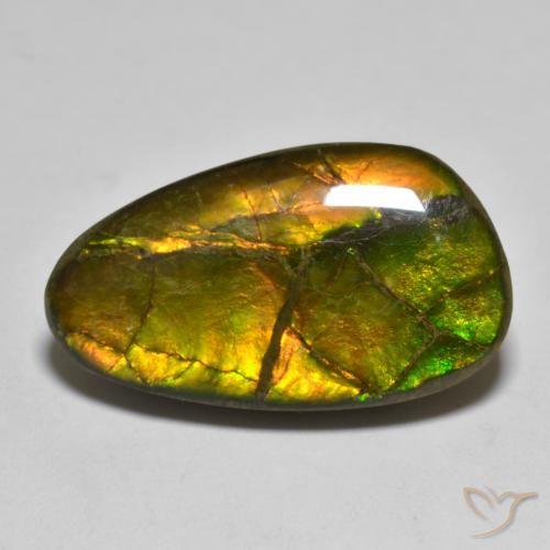 Ammolite Multicolore naturelle Fantaisie, 12.63 ct, Opaque