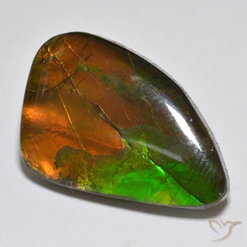 Ammolite Multicolore naturelle Fantaisie, 12.25 ct, Opaque